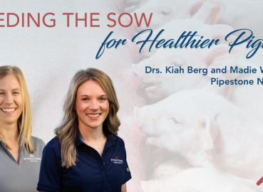 Feeding the Sow for Healthier Piglets