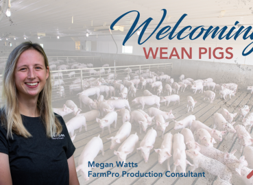 Welcoming Wean Pigs